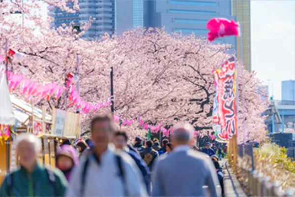 東京都の桜まつり・花見イベント情報