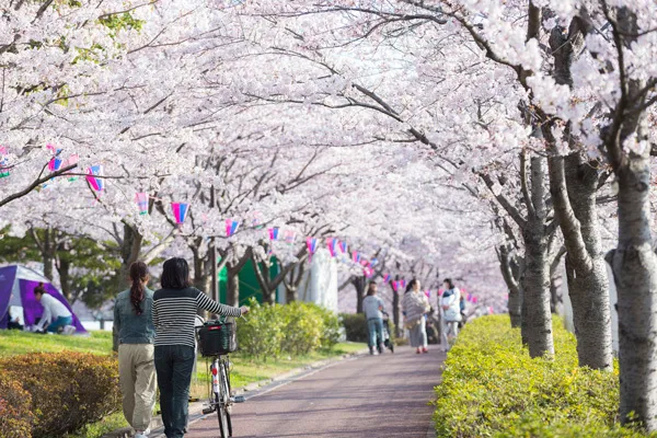 東京の桜並木＆桜トンネルの名所