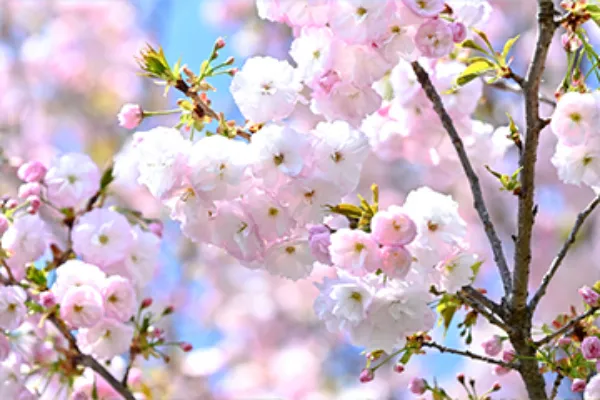 東京の八重桜の名所