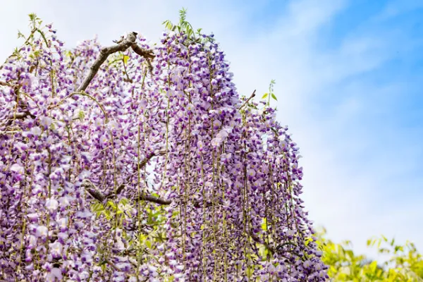 花の名所・フラワーイベント