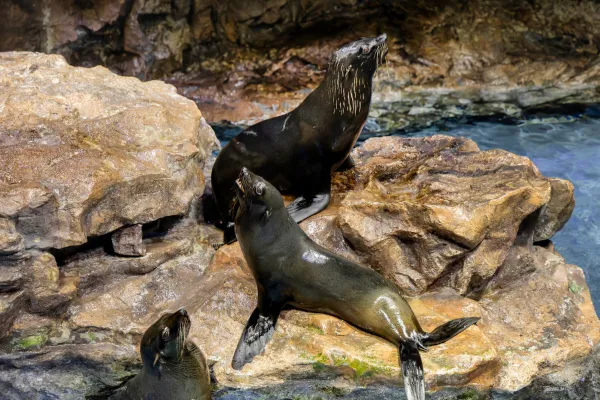可愛いオットセイに会いに行こう！すみだ水族館で「すみだオットセイファン感謝祭」開催中