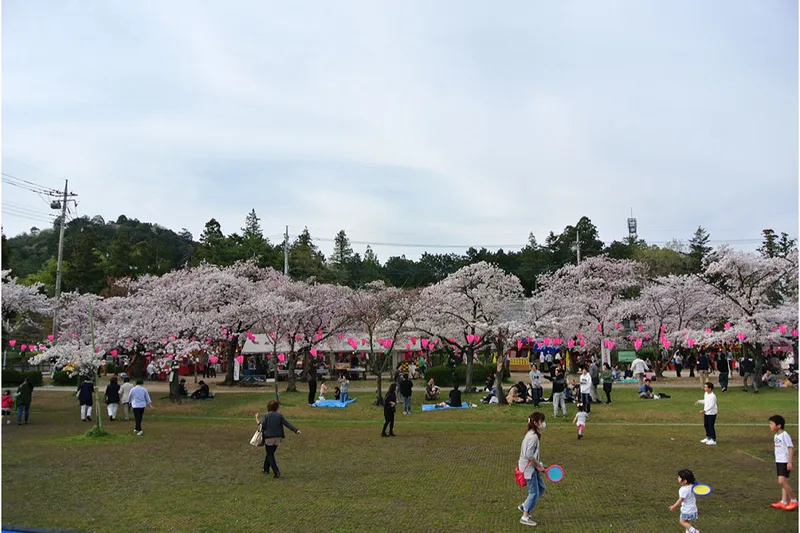飯能河原の桜・花見情報_1