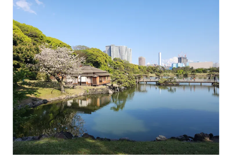 東京の八重桜の名所2025
