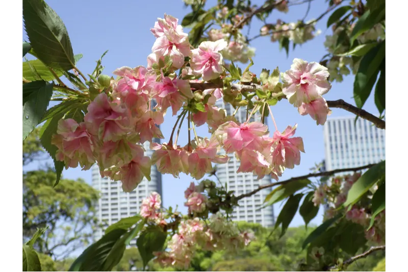 浜離宮恩賜庭園の桜・花見情報_2