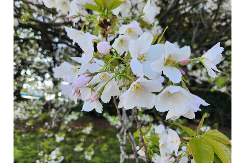 浜離宮恩賜庭園の桜・花見情報_3