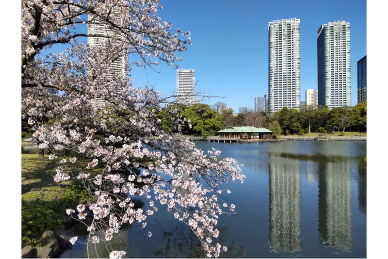 浜離宮恩賜庭園の桜・花見情報_4