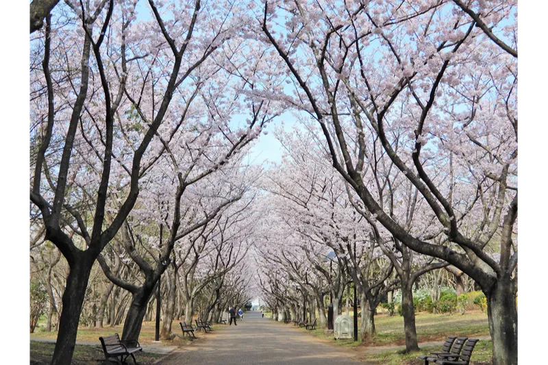 葛西臨海公園の桜・花見情報_1