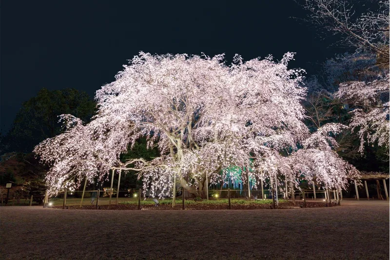 春夜の六義園　夜間特別観賞