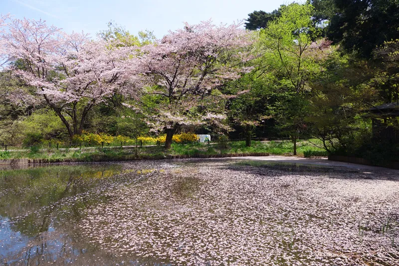 画像提供：国立科学博物館附属自然教育園