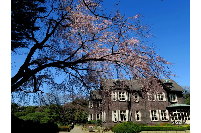 シダレザクラと洋館