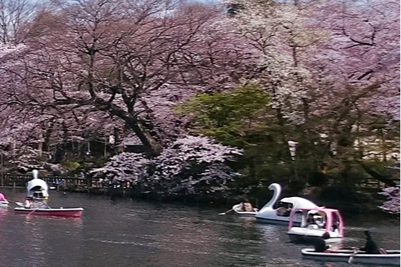 井の頭恩賜公園の桜・花見情報_2