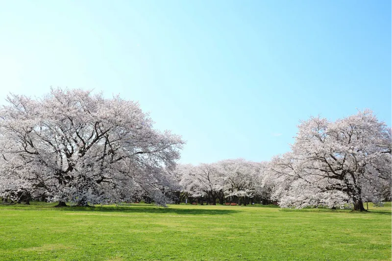 国営昭和記念公園の桜・花見情報_1