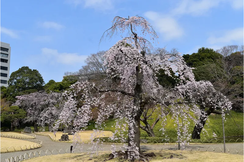 小石川後楽園_2
