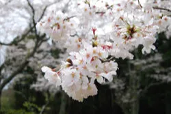 千葉市昭和の森の桜・花見情報_2
