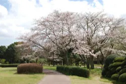 千葉市昭和の森の桜・花見情報_3