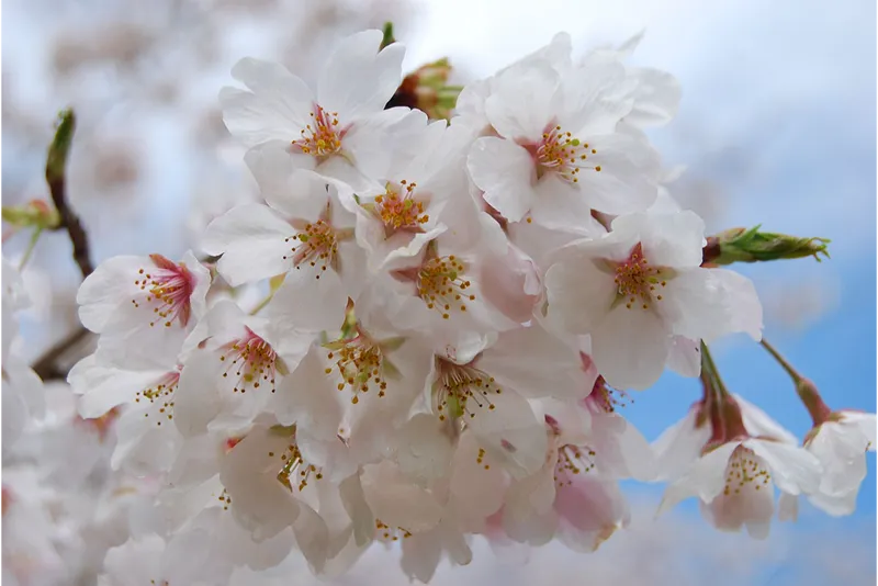 千葉市昭和の森の桜・花見情報_4