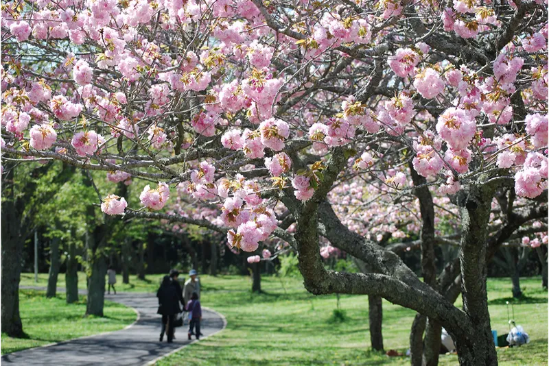 千葉市昭和の森の桜・花見情報_5