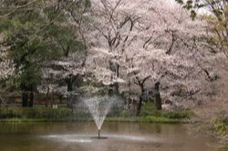 和田堀公園の桜・花見情報_1