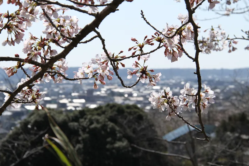小見川城山公園 桜　提供：香取市