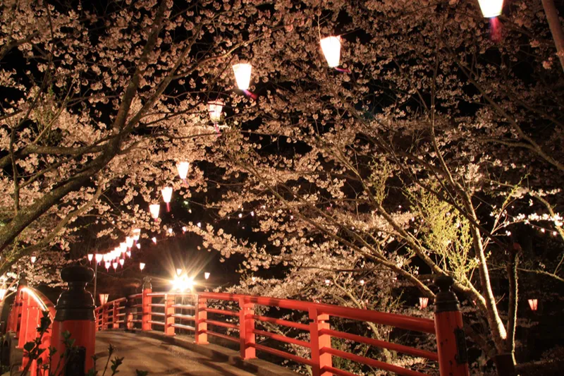 小見川城山公園 夜桜　提供：香取市