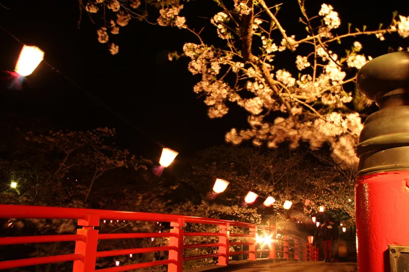 小見川城山公園 夜桜　提供：香取市