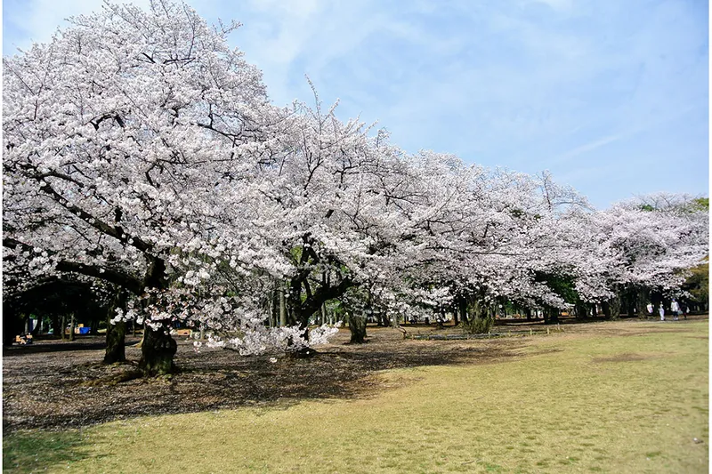 代々木公園の桜・花見情報_1