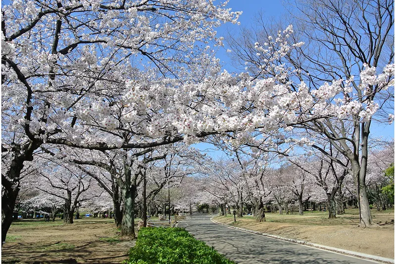 代々木公園の桜・花見情報_2
