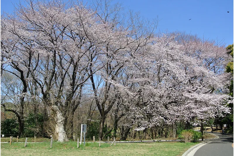 代々木公園の桜・花見情報_3