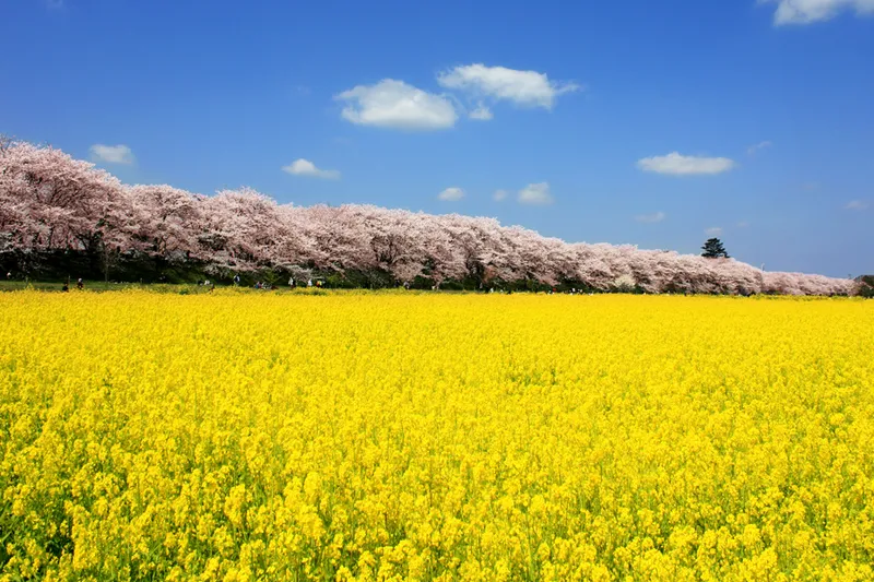 県営権現堂公園