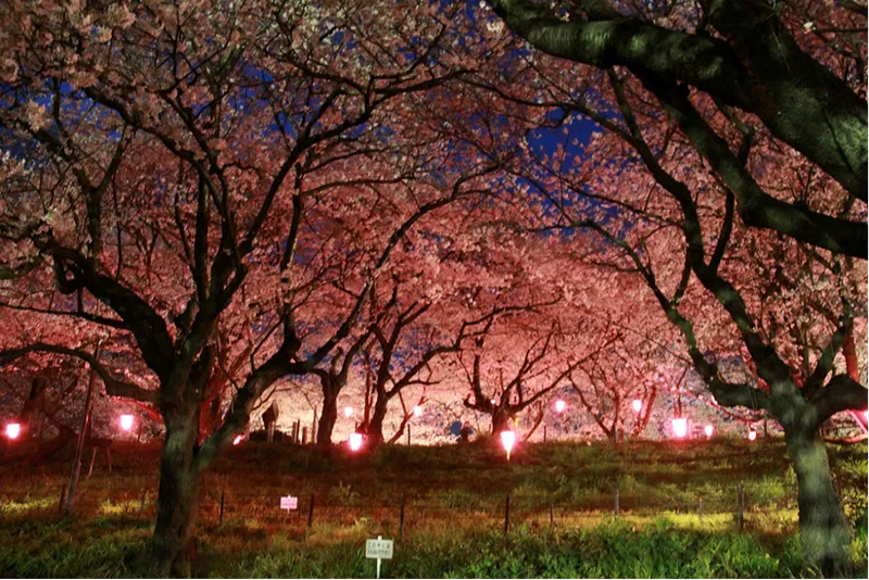 県営権現堂公園