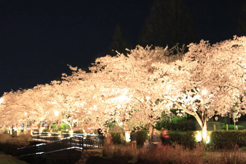 秦野市カルチャーパーク_3