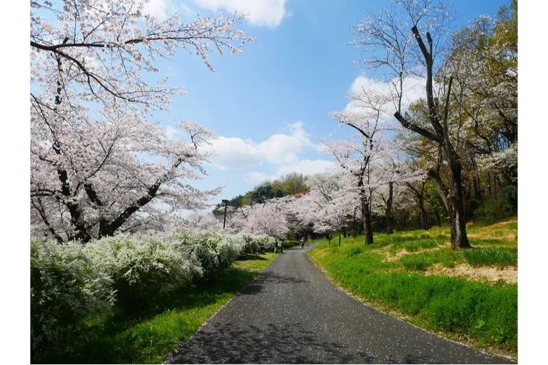 国営武蔵丘陵森林公園の桜・花見情報_2