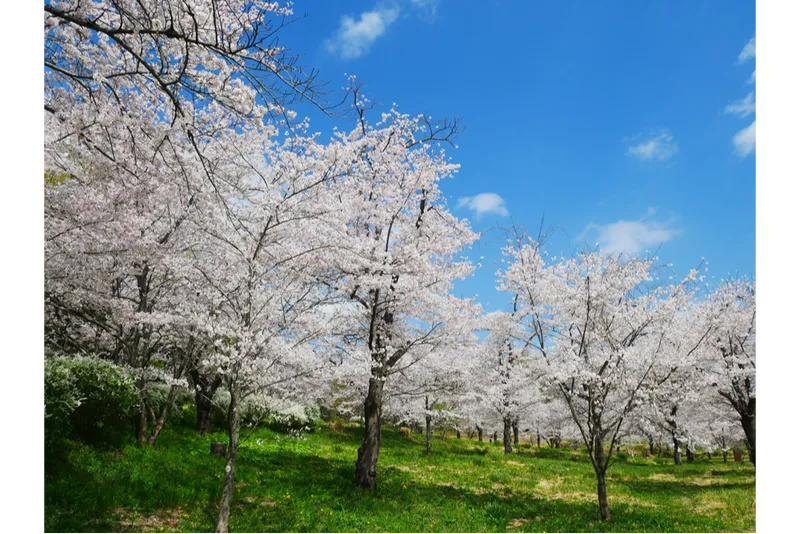 国営武蔵丘陵森林公園の桜・花見情報_3