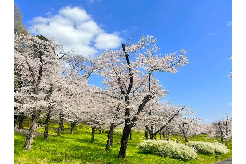 国営武蔵丘陵森林公園の桜・花見情報_4
