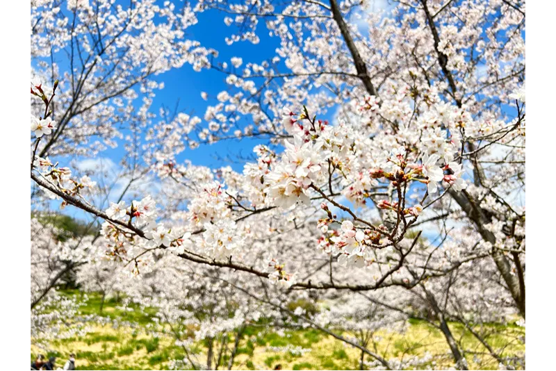国営武蔵丘陵森林公園の桜・花見情報_5