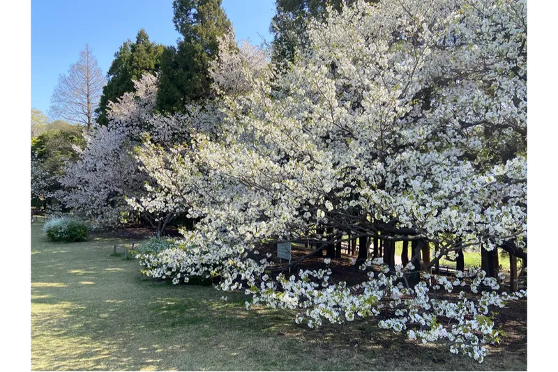 根岸森林公園の桜・花見情報_3