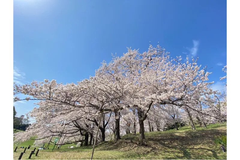 根岸森林公園の桜・花見情報_4