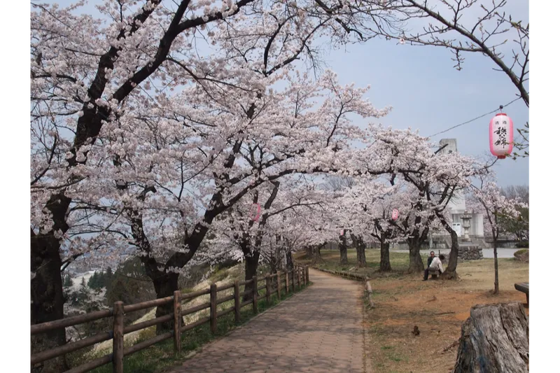 羊山公園の桜・花見情報_1
