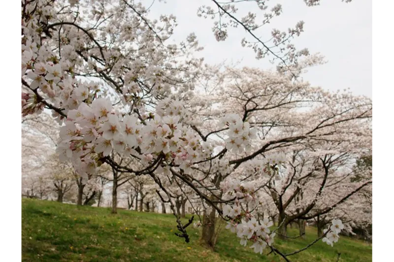 羊山公園の桜・花見情報_2