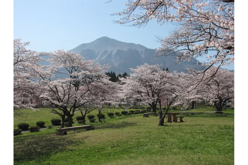 羊山公園の桜・花見情報_3