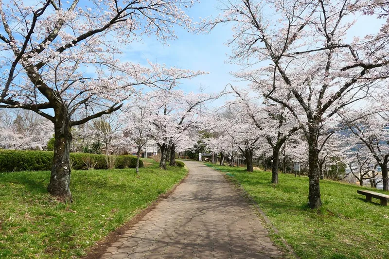 羊山公園の桜・花見情報_4