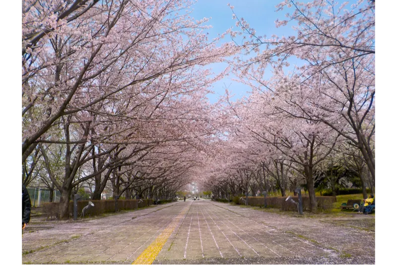 千葉県立柏の葉公園