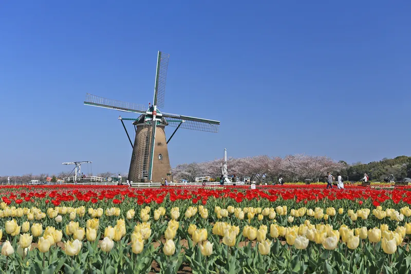 チューリップと風車と桜