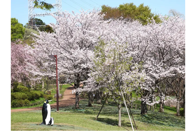 ころころ広場の桜①
