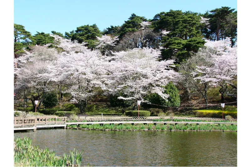 烏ヶ森公園の桜・花見情報_1