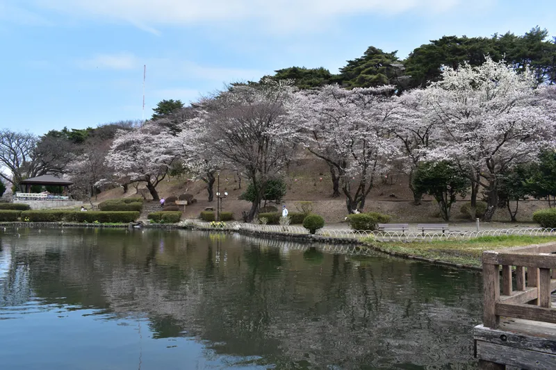 烏ヶ森公園の桜・花見情報_2
