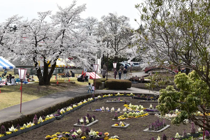 烏ヶ森公園の桜・花見情報_3