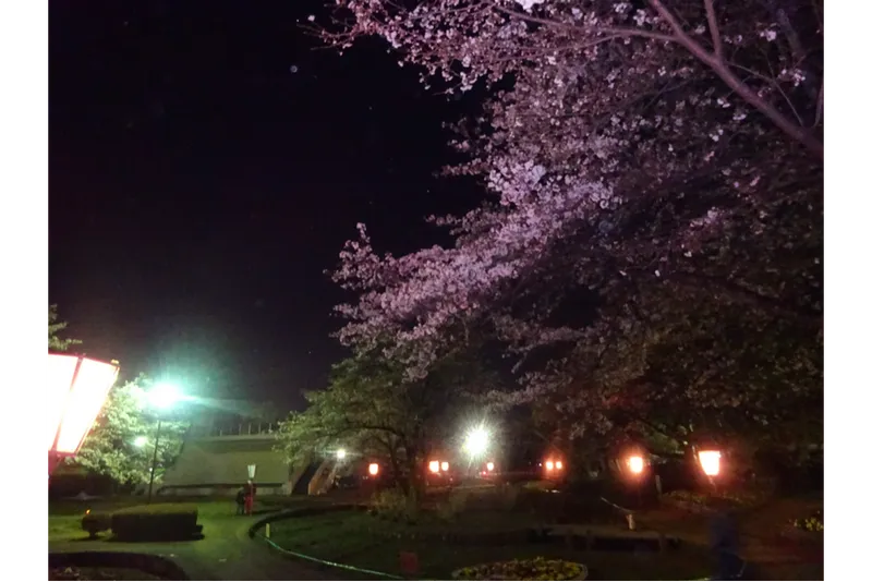 烏ヶ森公園の桜・花見情報_5