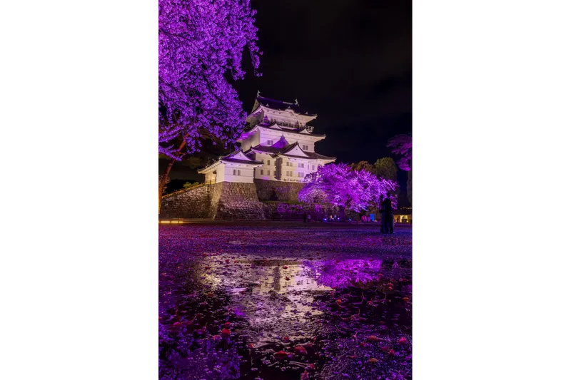 夜間ライトアップ（天守閣）