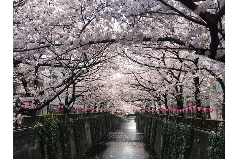 目黒川の桜並木＜目黒区＞の桜・花見情報_1